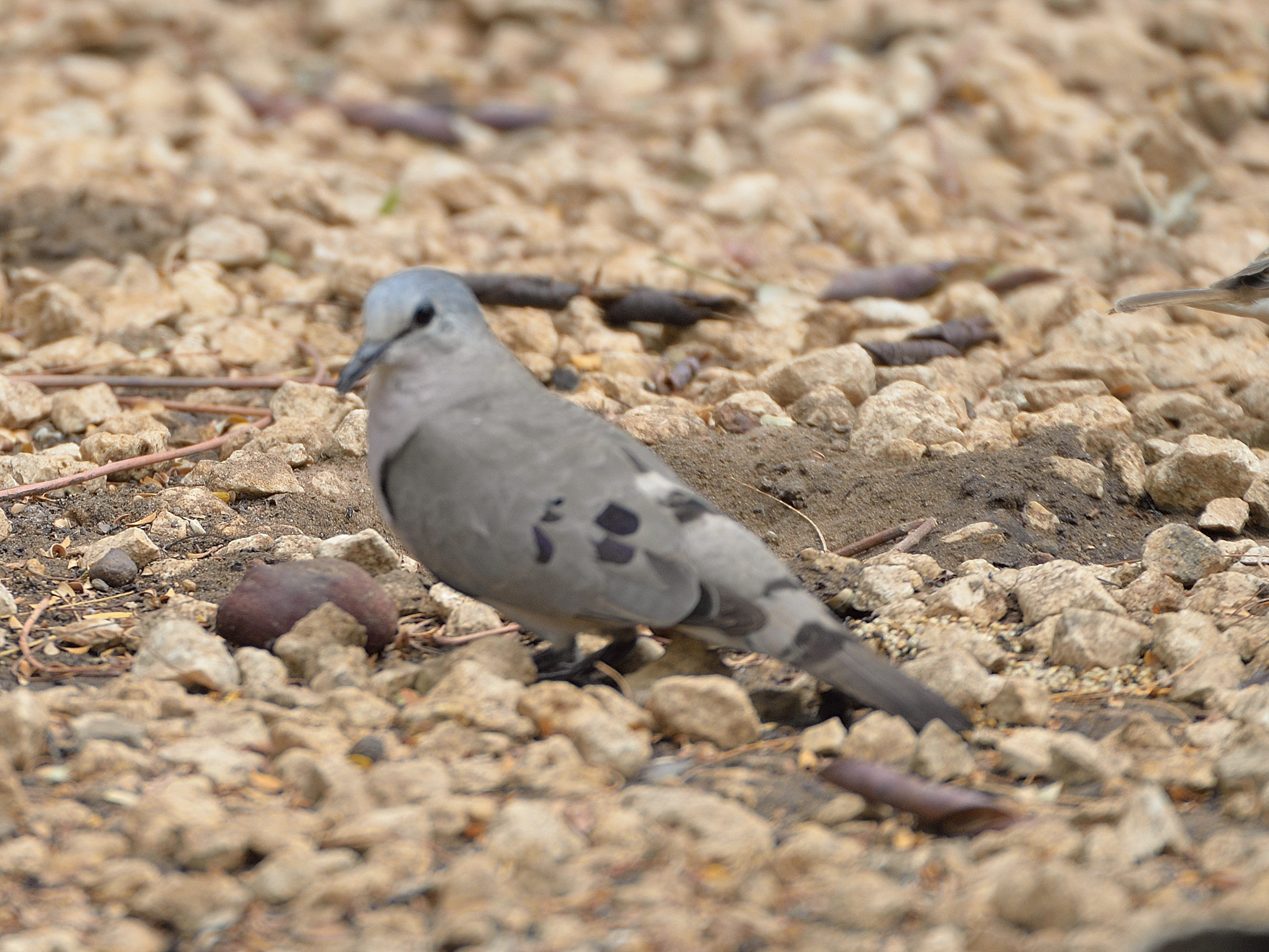 Tourtelette d'Abyssinie (Black-billed wood dove, Turtur abyssinicus), Brousse de Guereo, Région de Thiès, Sénégal.
